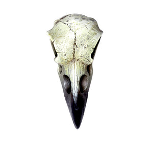 Alchemy - The Vault Reliquary Raven Skull Skull from Gothic Spirit